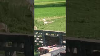 naat sharif #shortvideo #viralshorts