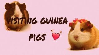 At Petco Seeing Guiena Pigs