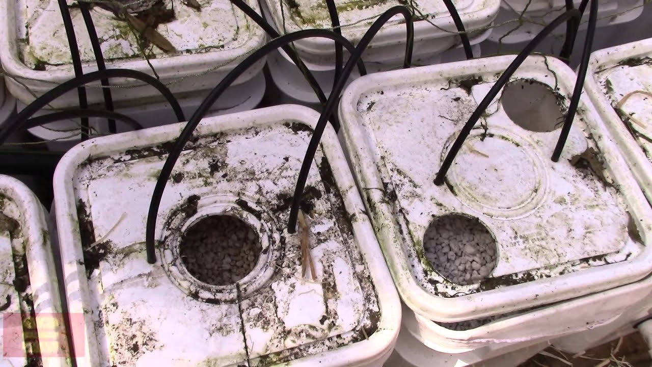 PreSeason Dutch Bucket Hydroponics WalkThrough YouTube