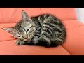 寝落ちする瞬間の子猫に密着してみたら可愛すぎたw