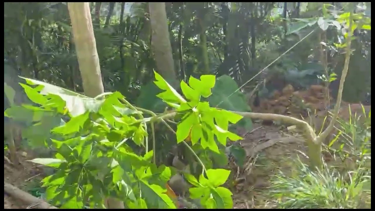 fake toling real toling( toling kakapo)