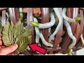 Great gift! Place leaves at the base, roots and orchids bloom continuously