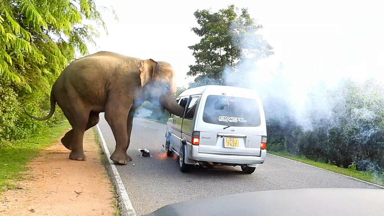 #elephantattack