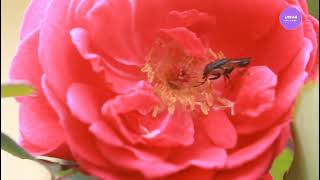 new flower nature beautiful 4k quality video with a sweet music by @imrandesivloger screenshot 5