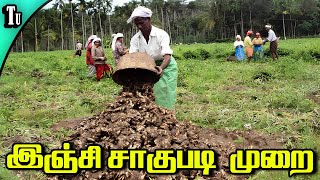 இஞ்சி சாகுபடி முறை - Ginger farming screenshot 1