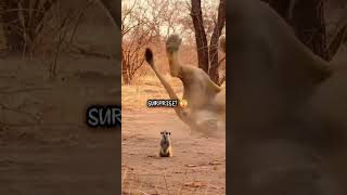 Lion I Was Not Expecting That