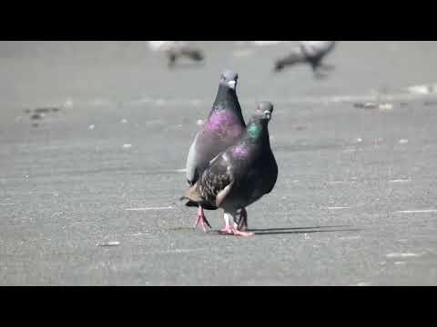 Rock Pigeon Courtship