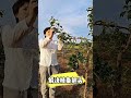 Branch weighter solves the problem of branches sticking up. #FruitTreeBranchPulling #BranchWeighter