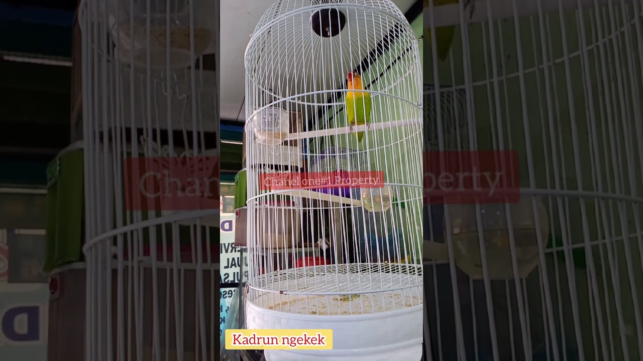 LOVE BIRD EROR ASLI 100% NGEKEK PANJANG 