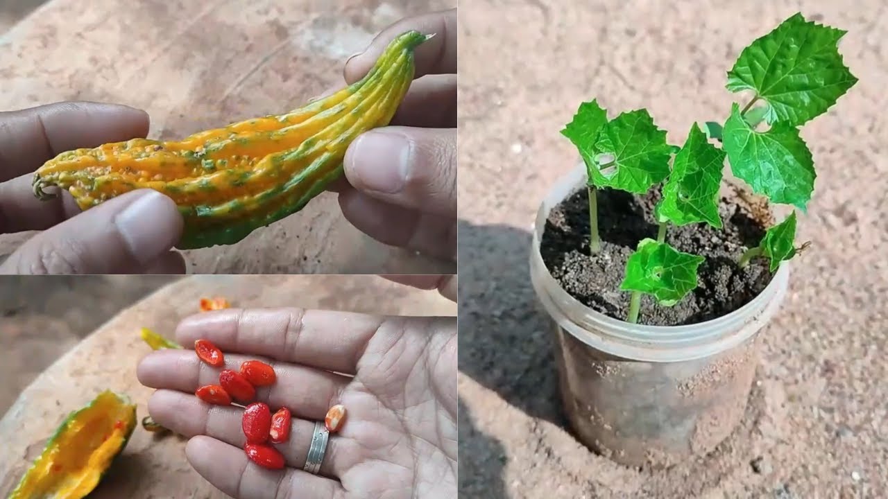 Bitter Gourd Seeds Germination! YouTube
