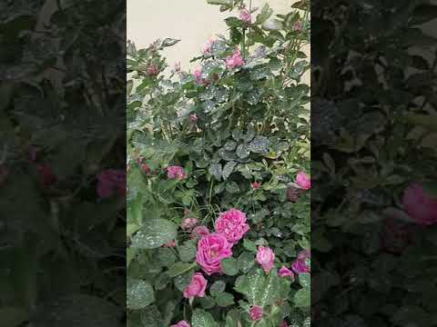 جوري الجوري ورد الهلال الاهلي