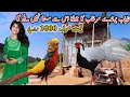 Surkhab bird for sale  surkhab bird price  pheasants for sale  pheasant bird price in pakistan