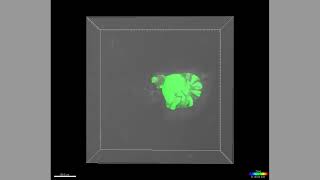 Liveimaging Of A Growing Enteroid Endogenously Expressing Cytosolic Yfp