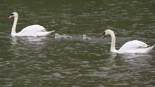 White Swan beautifull nature birds💕|status video download screenshot 4