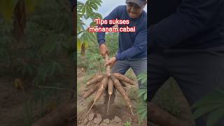 Tips sukses menanam singkong#shortsviral#singkong