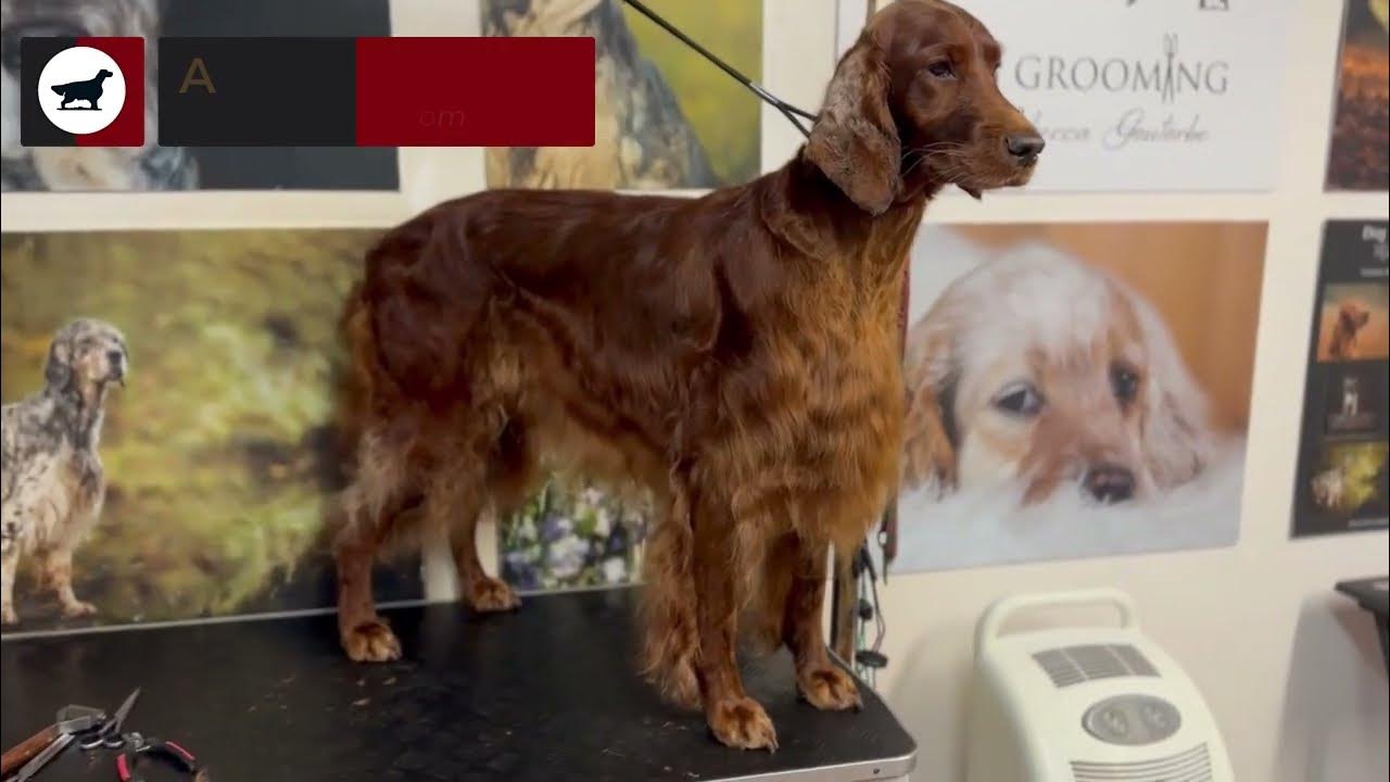 Irish Setter grooming YouTube