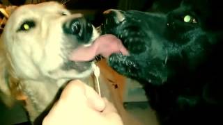Besos Con Lengua Y Helado Sabroson Jajaaaa