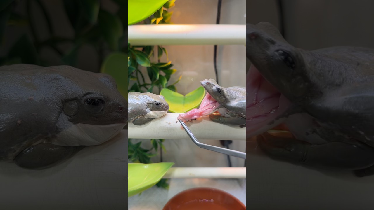 Lady and the tramp but make it 🐸! #reptiles #frogs