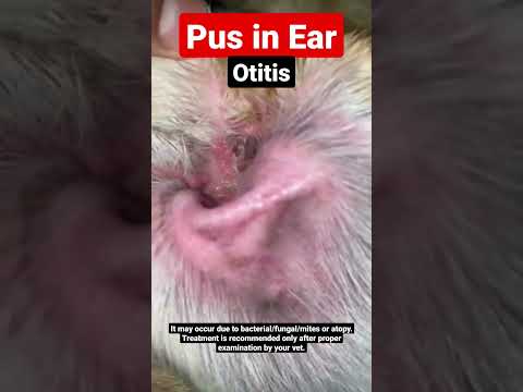 Видео: Otitis Externa при кучета