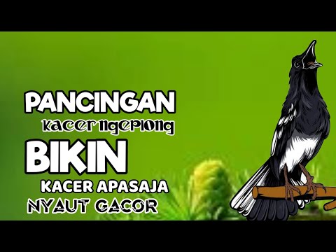 PANCINGAN KACER bahan SUSAH bunyi, KACER GACOR NGEPLONG bikin KACER MANAPUN ikut GACOR