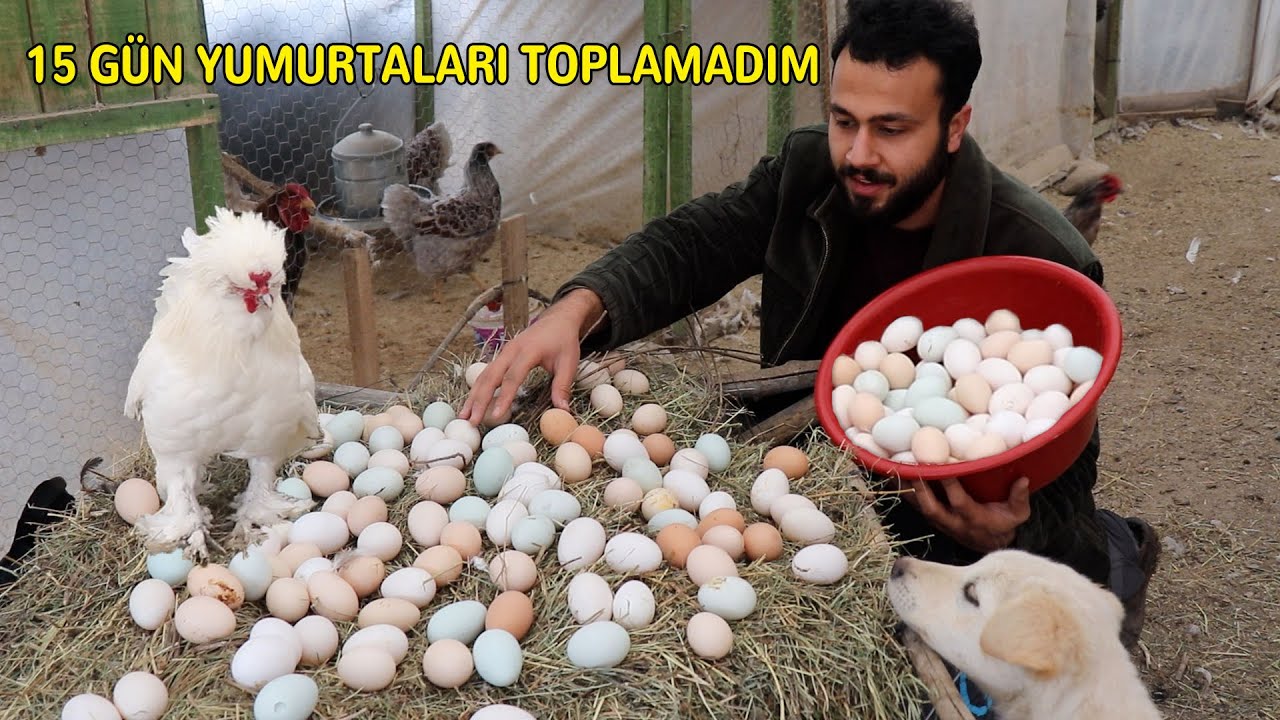 FOLLUKLARDAN 15 GÜN YUMURTA TOPLAMADIM SONUÇ