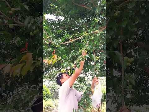 Hái trái mừng quân, cây mừng quân to bự