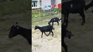 kasian dengan anak kambing yg malang ini