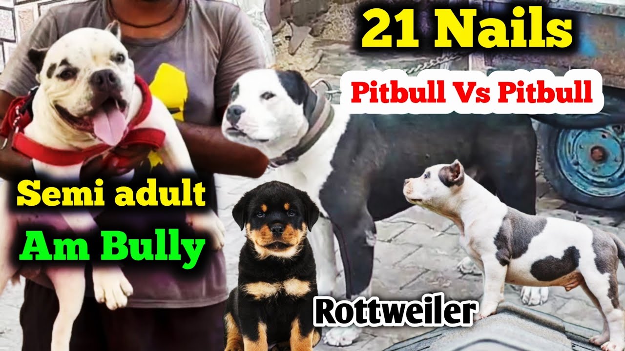 21 Nails वाला Rottweiler | Pitbull Vs Pitbull | Semi adult American bully