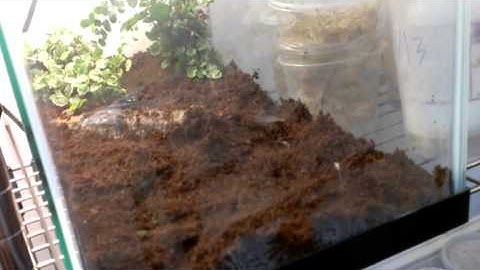 Dart frog room update