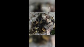 Ducklings Rescued From Fountain Mishap