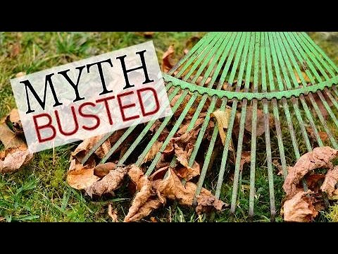 springboard To rake or not to rake? Expert weighs in on age old question