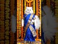 Dancing cat#entertainment #dance #trending
