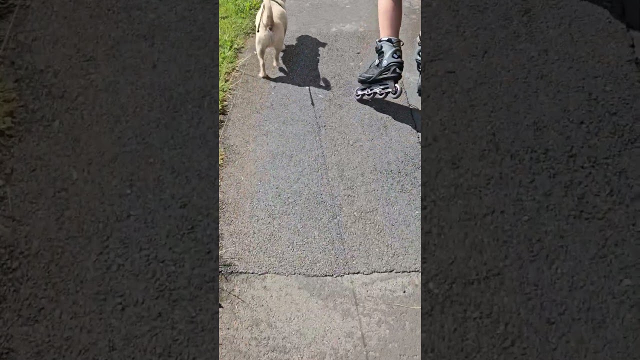Dog Walkies with Big Brother 
