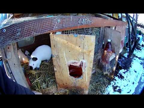 ყველა ოჯახს უნდა ყავდეს ცხოველი და პატარა ეზო...