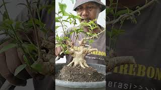 tutorial program pohon anting putri #bonsaiantingputri #tutorialprogrampohonantingputri#bonsai