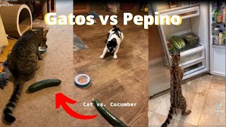 GATO VS PEPINO- As melhores reações de gatos ao verem pepino by Pets do tiktok 11,262 views 2 years ago 4 minutes, 56 seconds