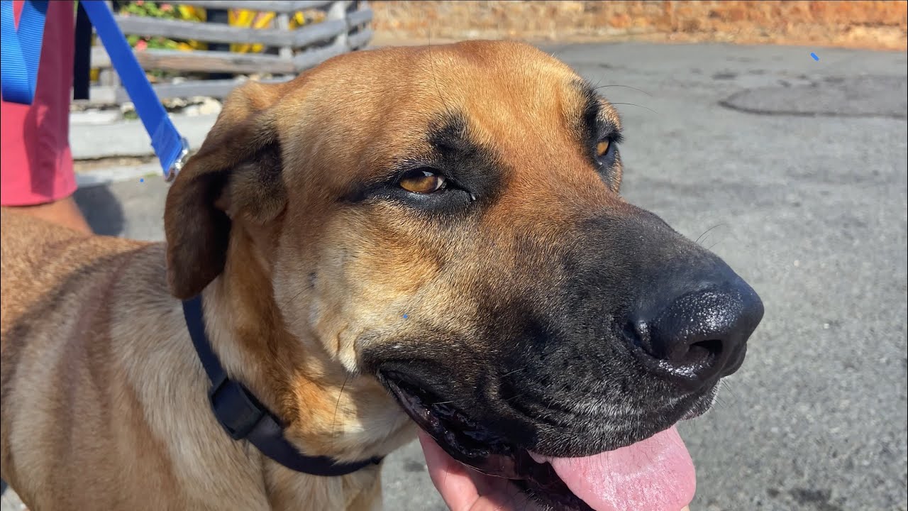 Shelter dog adventure on the beautiful island of Antigua!