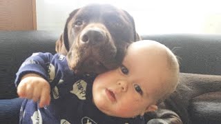 Nette Hunde und Babys Lustige Momente by Lustige Tiere 92,017 views 4 years ago 10 minutes, 5 seconds