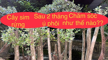Cách trồng ủ cây phôi/ Cây phôi sau 2 tháng ủ chăm sóc như thế nào/ cây sim rừng bỏ cành?