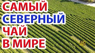 Самый северный чай в МИРЕ - это Россия  - не Шри-Ланка)