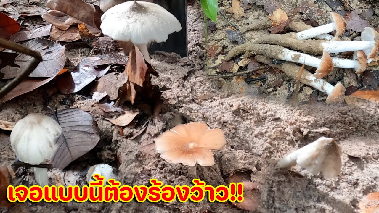 เจอแบบนี้ต้องร้องว้าว!! เห็ดปลวกเกิดเป็นหมู่ใหญ่มาก มีแต่ดอกใหญ่ๆ