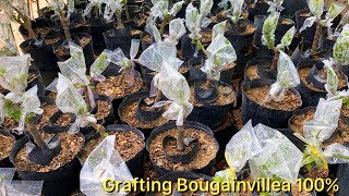The secret to grafting bougainvillea is 100% successful if you do it this way