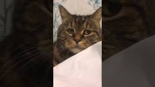 lost in the silence​#meow #sad #phonk #lonely #vibes