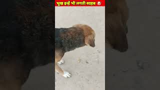 भुख तो  इन्हे भी लगती है साहब  | #shorts #viral #ytshorts #trending #ytfeed