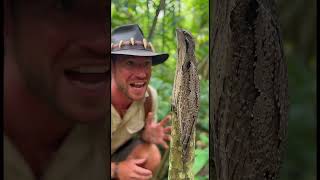 The Potoo - Steve Dundee     #wildlife #animals #learning