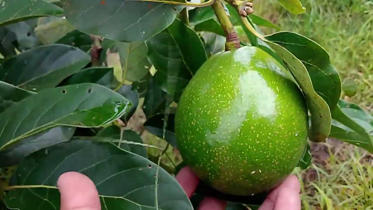 Kebun Alpukat Miki dan Pepaya California #alpukat