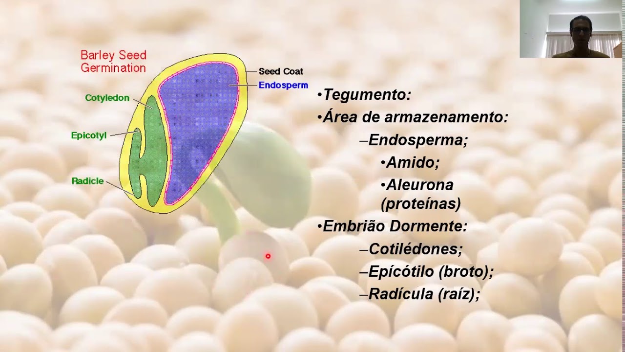 VIDEO AULA A GERMINAÇÃO DE SEMENTES