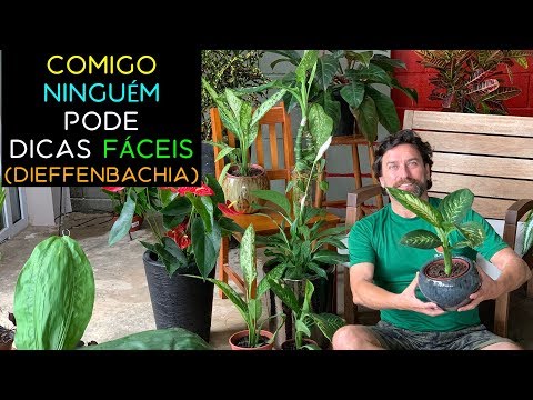 Vídeo: Dieffenbachia Propagação - Dicas para enraizar um recorte de Dieffenbachia