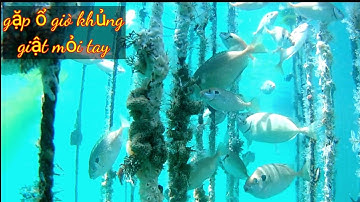 VUONG LT VLOG câu cá bè phú dương | một ngày giật cá giò toàn hàng khủng | @vuongltvlog