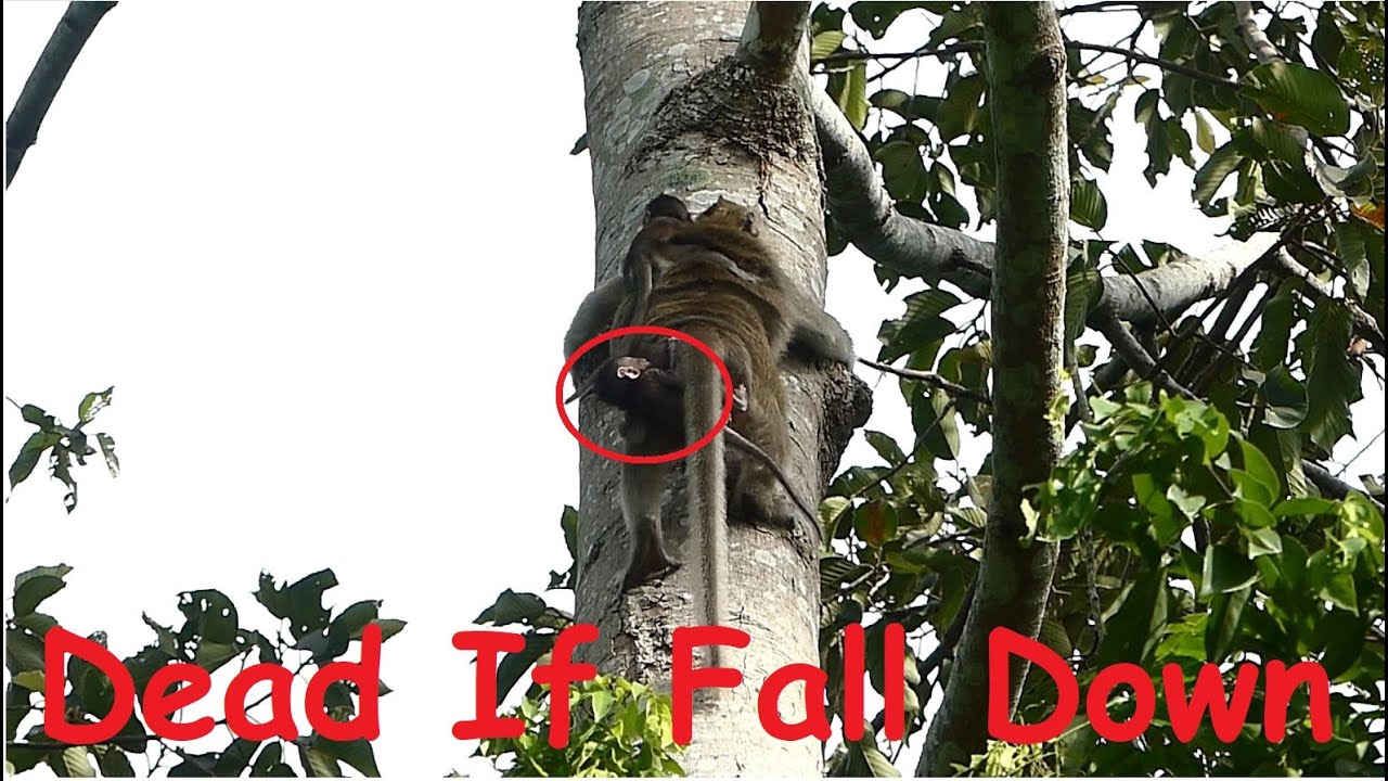 Very Hight From The Tree If Baby Cinn Fall Back Only One Second Will Pass Away By This Bad Kidanpped